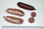 '米娅玫瑰'指檬Citrus australasica 'Mia Rose'