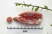 '粉红冰'指檬Citrus australasica 'Pink Ice'