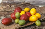 澳洲血檬'、'内陆'和'日出'莱姆 Australian 'Blood', 'Outback' and 'Sunrise' limes