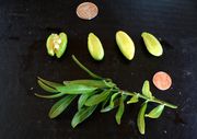 '埃雷莫'柠檬Eremolemon