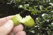 '利莫内拉8A'里斯本柠檬'Limoneira 8A' Lisbon lemon