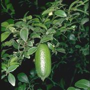 '芒特白莱姆'Mount White lime, Citrus garrawayae