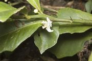 '罗素河'莱姆Russel River lime, Citrus inodora