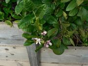 '阿莱莫'莱姆 Alemow, Citrus macrophylla