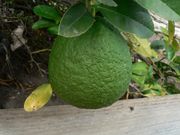 '阿莱莫'莱姆 Alemow, Citrus macrophylla
