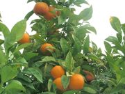 酸橙 Sour orange, Citrus aurantium