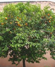 酸橙 Sour orange
