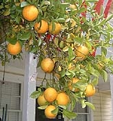 一串'卡里佐'枳橙果实 A citrange 'Carizzo' bunch in Georgia, USA