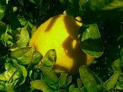 枳柚 Citrumelo