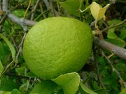 枳柚 Citrumelo