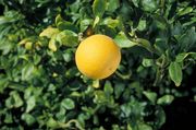 '飞龙'枳橙Poncirus trifoliata var. mostrosa, 'Flying Dragon'