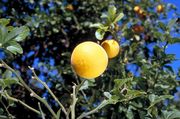 '路比道克斯'枳橙Poncirus trifoliata 'Rubidoux', © C. 杰克蒙德 / INRA