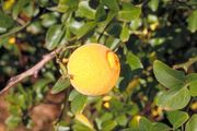 '山口'枳橙Poncirus trifoliata 'Yamaguchi'