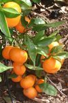 ‘朗布尔’莱姆 Rangpur lime