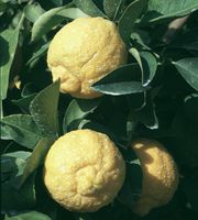 粗柠檬 Rough lemon, Citrus jambhiri