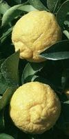粗柠檬 Rough lemon