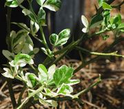 花叶枳橙Variegated Trifoliate orange