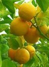 '沃尔卡默'柠檬 Volkamer lemon