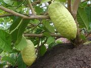 '布雷弗曼'枸橼'Braverman' citron