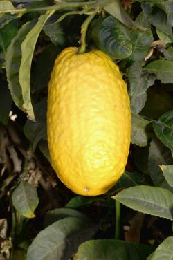'意大利'枸橼 Italian citron, Citrus medica 'Italian'