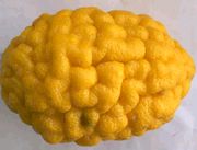 '布雷恩'枸橼 Citrus medica 'Brain'