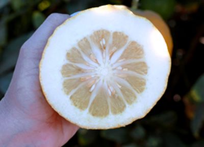 '科西嘉'枸橼 Corsican citron, Citrus medica 'Corsican'