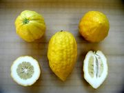 '埃特罗格'枸橼 Citrus medica var. 'Etrog'
