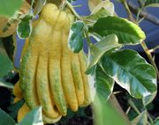 杂色'佛手' Variegated Buddha's Hand
