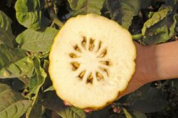'也门'枸橼 Yemenite citron, Citrus medica 'Yemen'