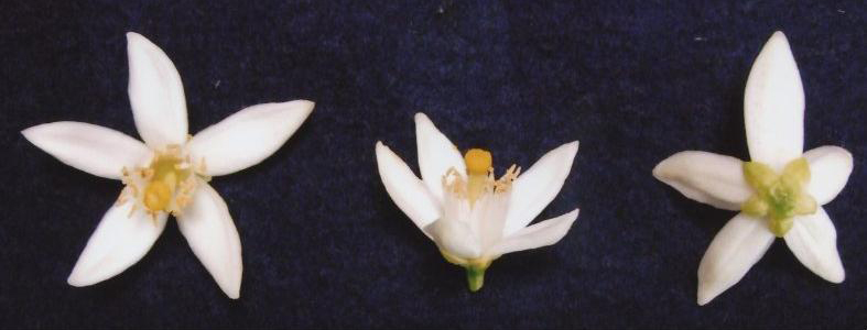 树体 (MAFF, Japan)