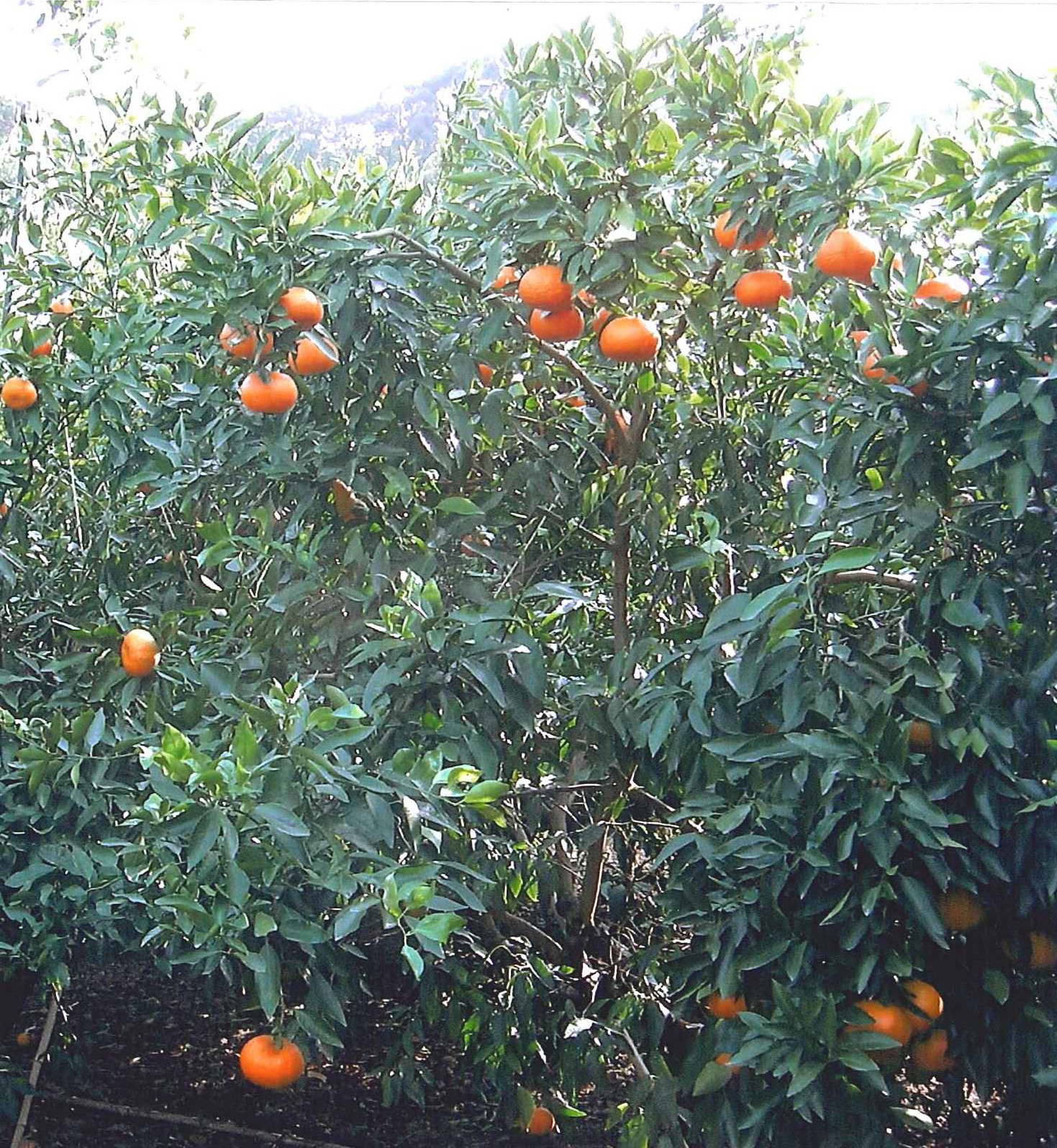 果实 (MAFF, Japan)