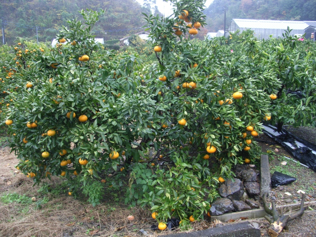 果实 (MAFF, Japan)