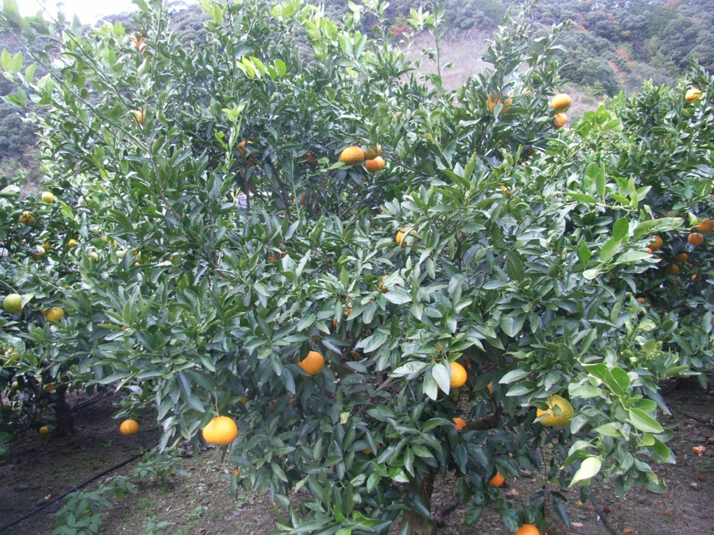 树体 (MAFF, Japan)