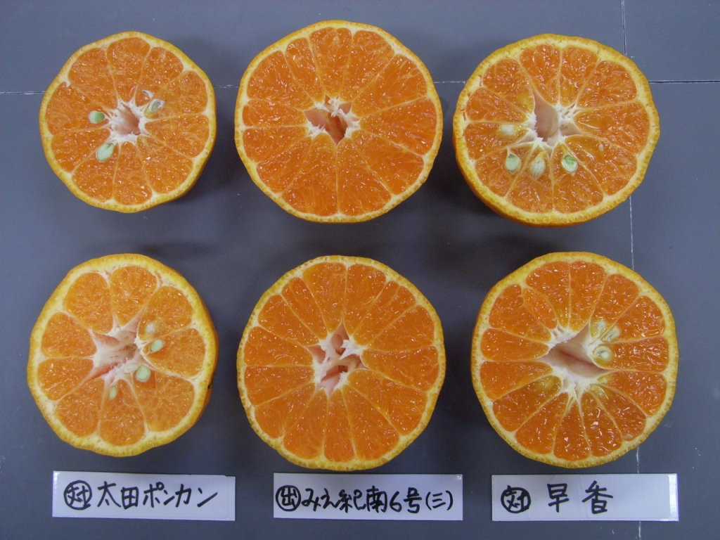 果实 (MAFF, Japan)