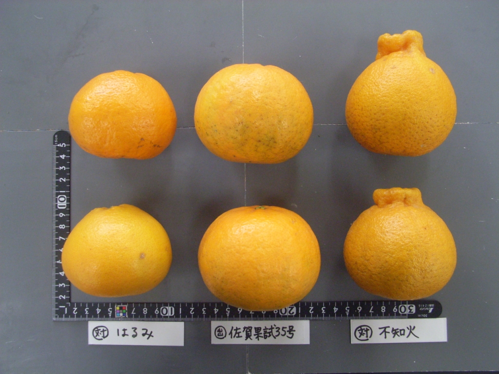 果实 (MAFF, Japan)