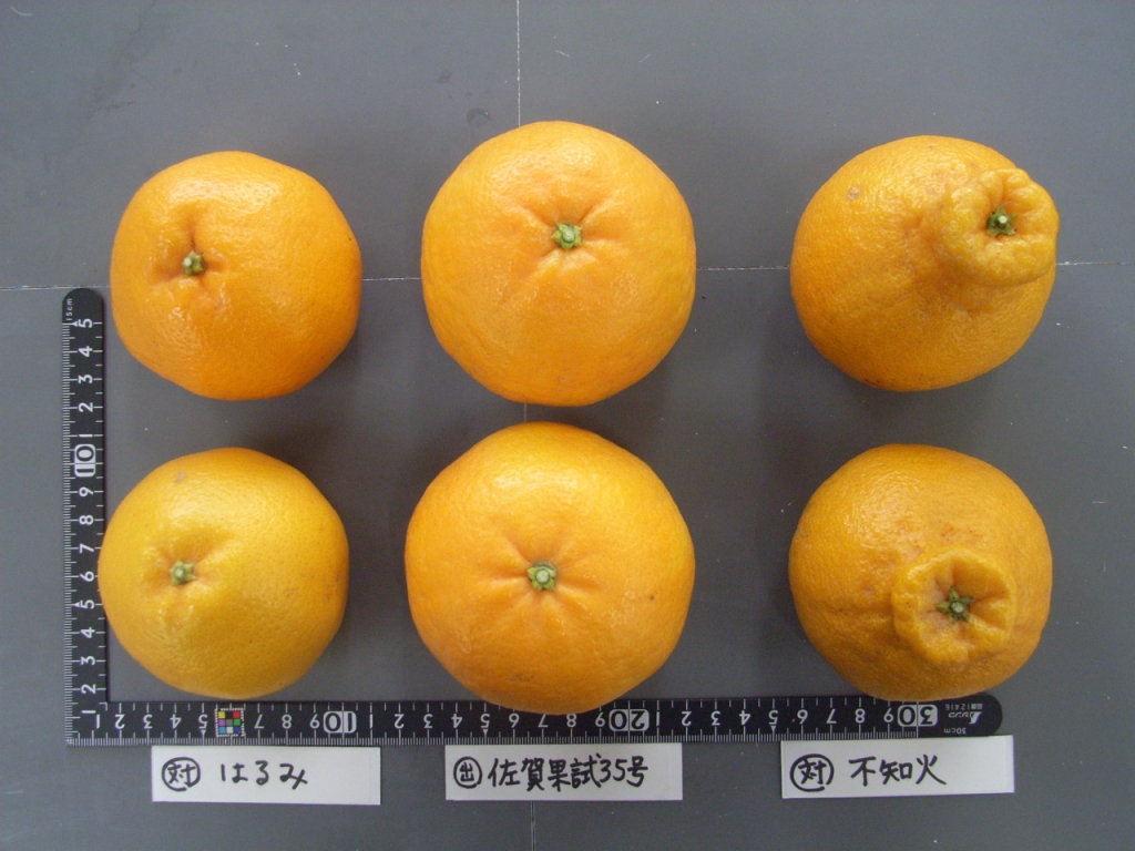 果实 (MAFF, Japan)