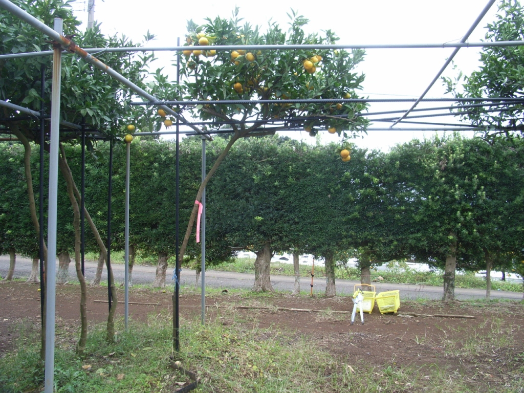 树体 (MAFF, Japan)