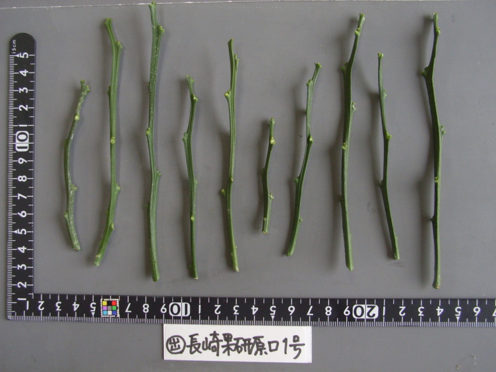 果实 (MAFF, Japan)
