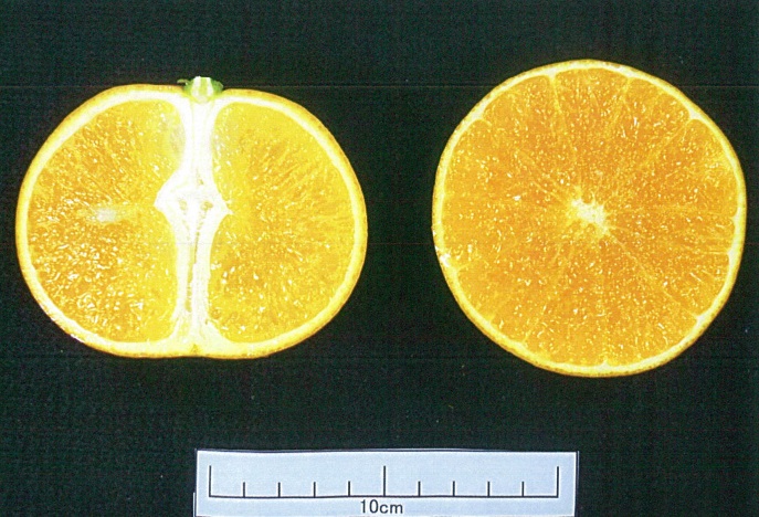 果实 (MAFF, Japan)