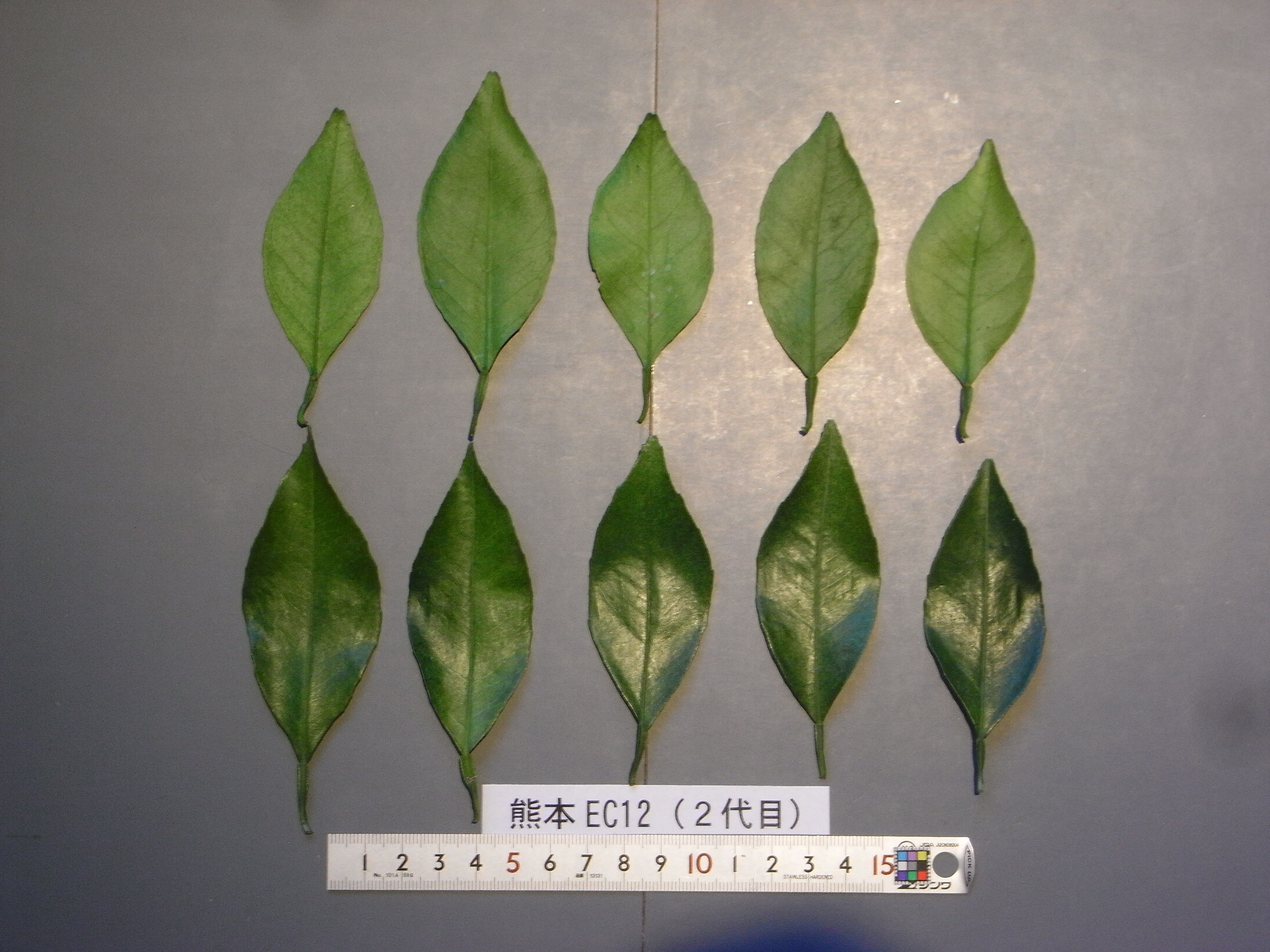 果实 (MAFF, Japan)