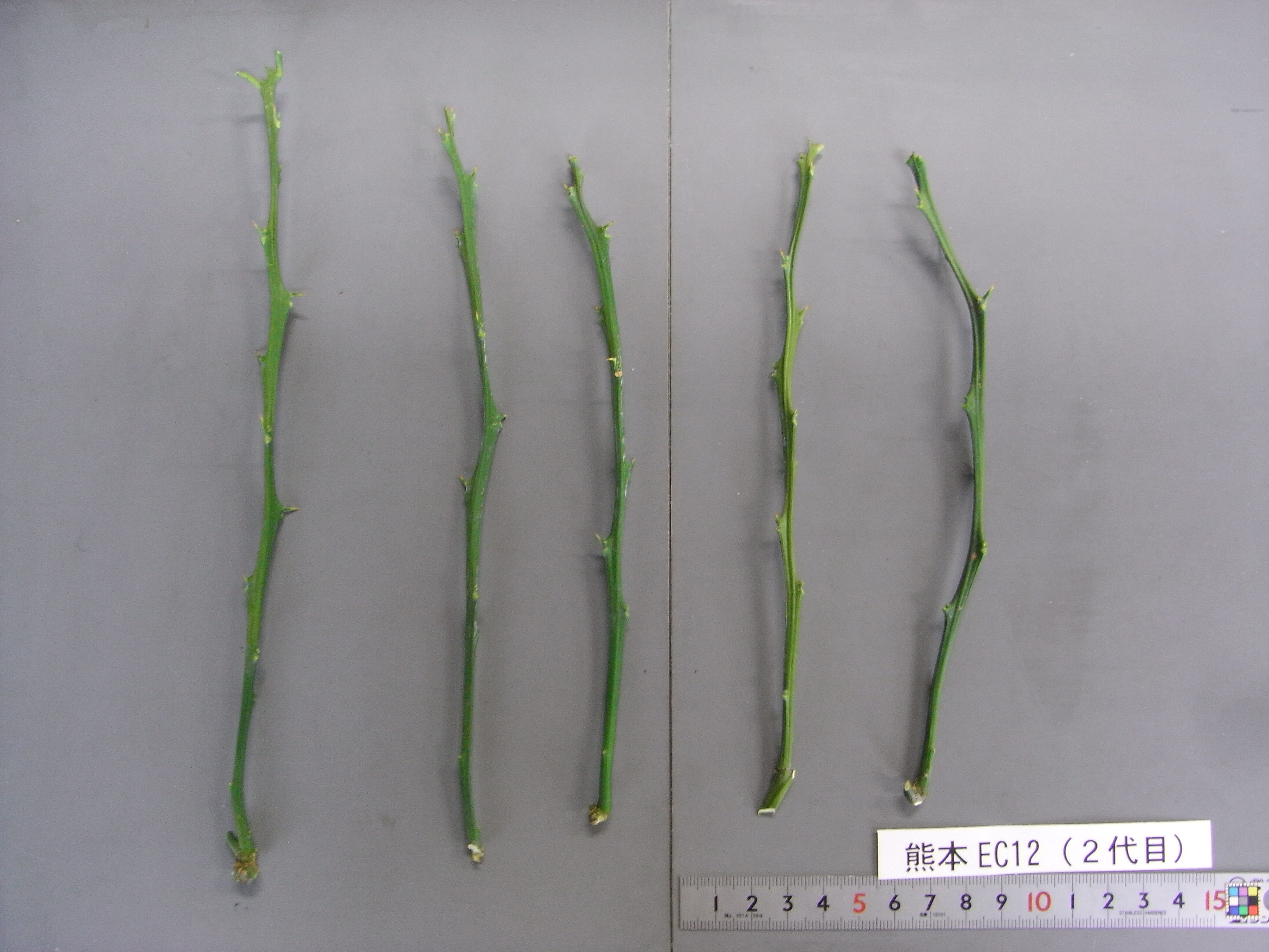 果实 (MAFF, Japan)