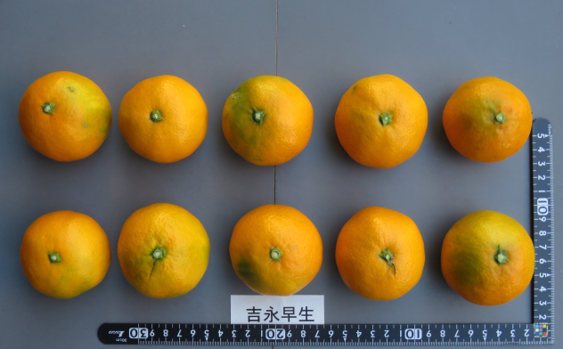 果实 (MAFF, Japan)