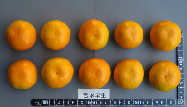 果实 (MAFF, Japan)