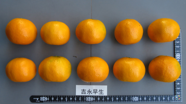 树体 (MAFF, Japan)
