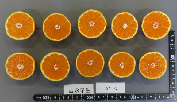 果实 (MAFF, Japan)