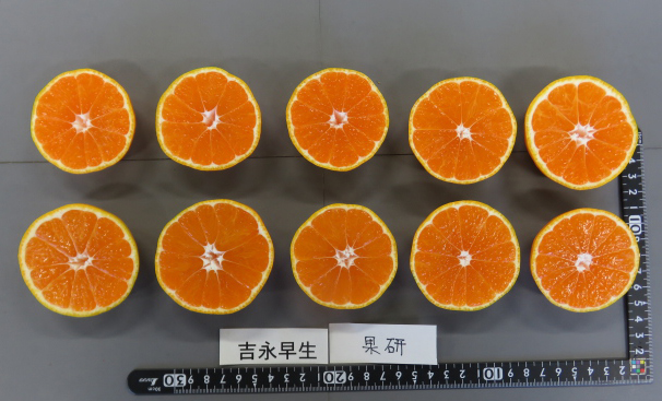 果实 (MAFF, Japan)