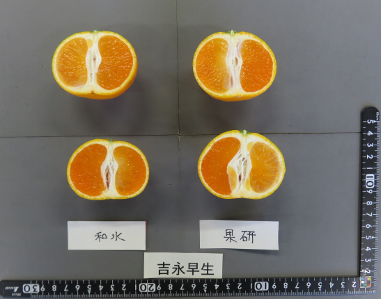 果实 (MAFF, Japan)