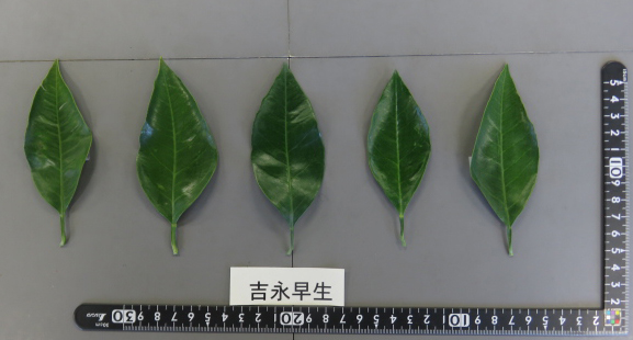 果实 (MAFF, Japan)