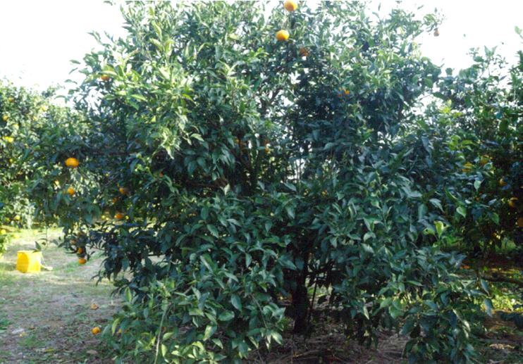 树体 (MAFF, Japan)