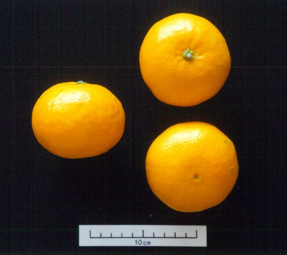 果实 (MAFF, Japan)